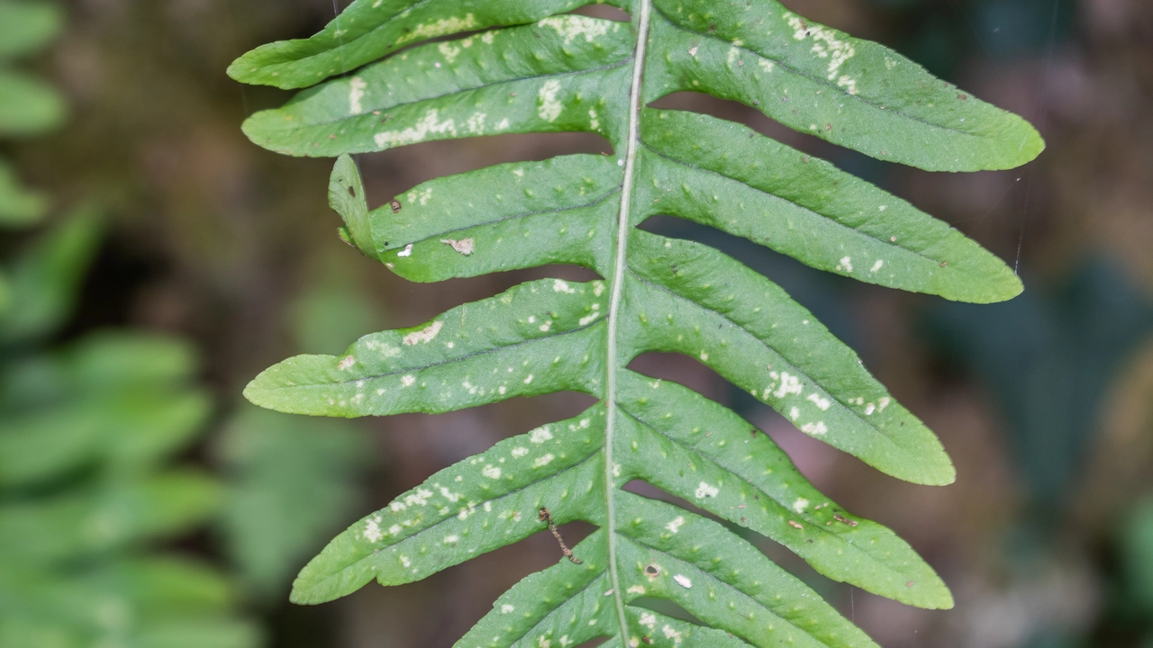 Discover the Incredible Benefits of Polypodium Leucotomos Supplements